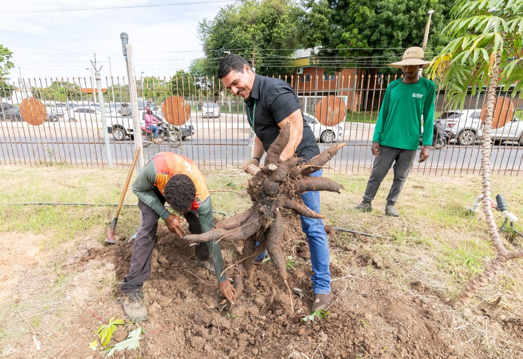 Projeto testa seis espécies de mandiocas com objetivo de fortalecer a cadeia alimentar