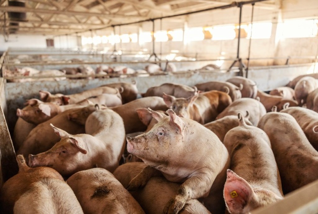 FAEP avalia modelo de incentivo à suinocultura do Mato Grosso do Sul e estuda adoção no Paraná