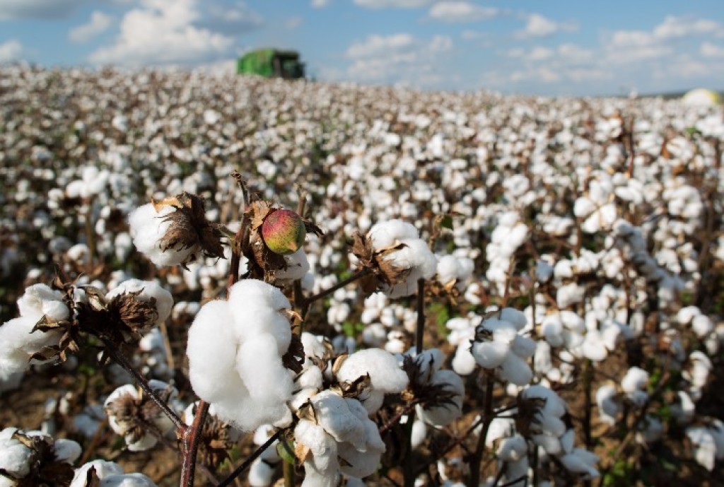 Algodão em Mato Grosso: clima seco acelera maturação das lavouras e produtores intensificam preparativos para a colheita