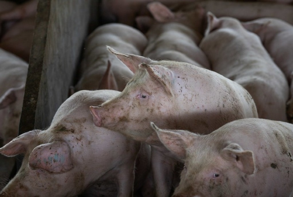 Preço do suíno vivo atinge menor nível em mais de uma década e mantém setor em alerta