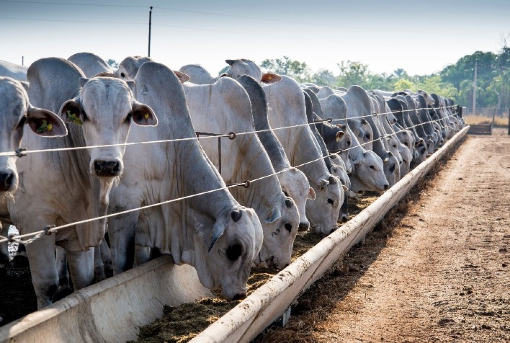 Preço do boi gordo inicia semana estável, enquanto atacado reage e mercado futuro mantém viés de alta